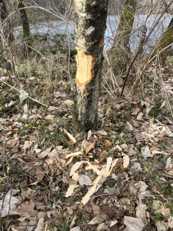 Sur les traces des castors